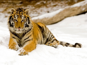 Snowy Afternoon Tiger 1