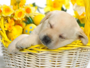 Snooze Springtime