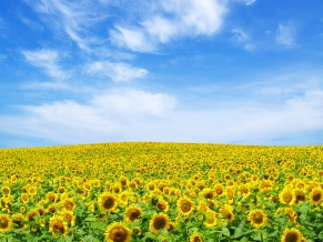 Sunflower Lscape