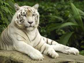 Tiger Panthera Tigris Singapore