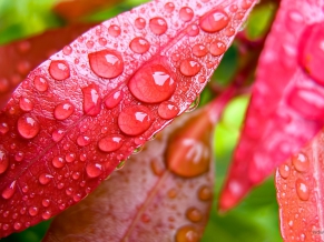 Water Bubbles on Pink Leaf