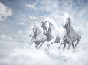 White Horses