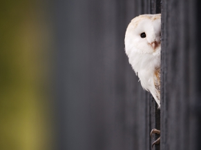 White Owl