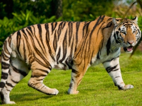Widescreen Tiger