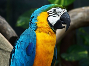 Amazing Parrot