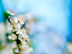 Apple Tree Bloom