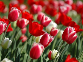 Colorful Tulips