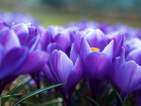 Crocus Flowers