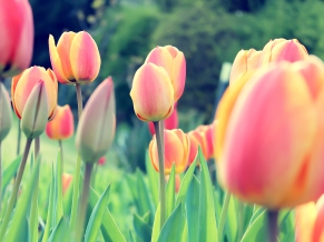 Easter Tulips