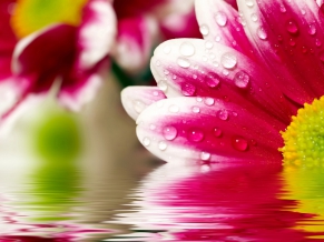 Flower Reflections