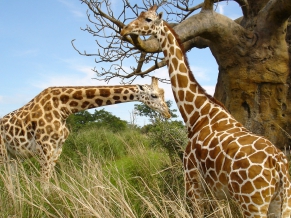 Giraffe pair