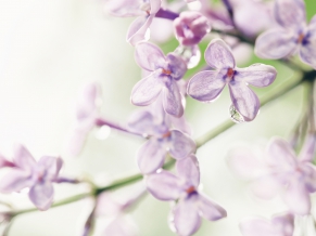 Lilac Flowers