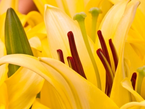 Oriental Lilies