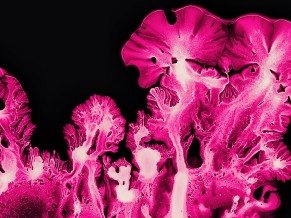 Pink Coral Ink art Macro