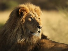 The Male African Lion