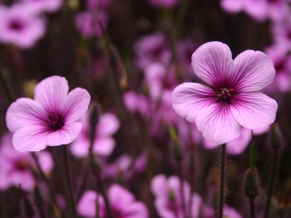 Purple Flowers