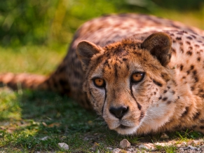 Cheetah Lying