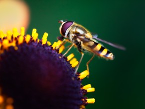 Hoverfly Pollination