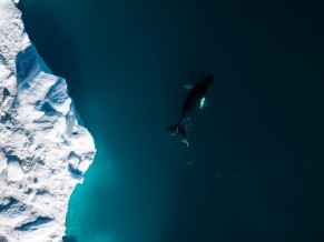 Iceberg & Whale