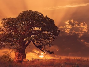 Baobab Tree Sybset 4K