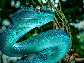 Blue Snake 4K