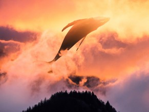 Surreal Sunset Whale 4K