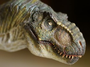 T Rex Dinosaur HD 4K