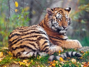 Tigress Cub 4K