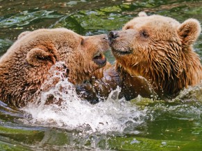 Two Grizzly Bears In Water 4K