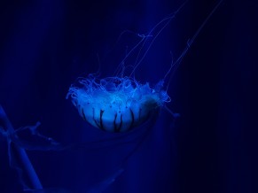 Jellyfish Underwater 4K