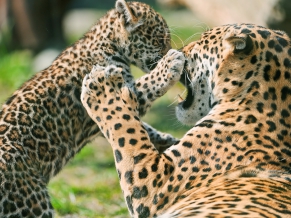 Jaguar Cub Fighting Mother