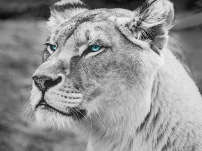 Blue eyed Lion Monochrome 5K