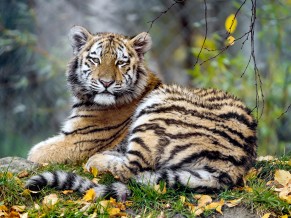 Young Tigress 4K 5K