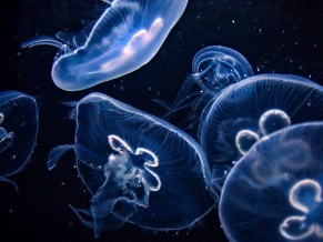 Jellyfishes 4K 5K 2