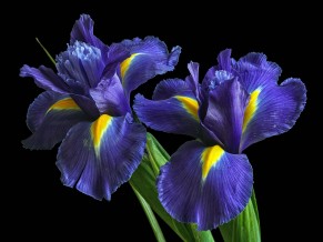Irises Purple Flowers 5K