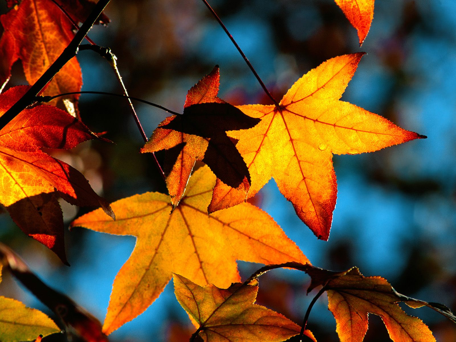 Colors Of Fall Wallpapers Wallpapers HD