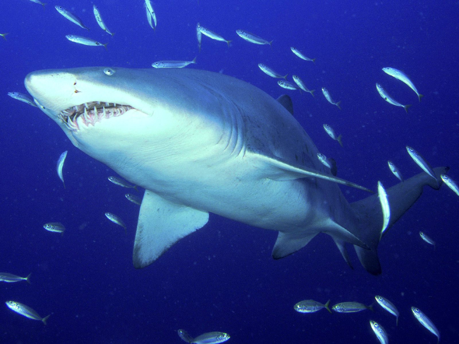 Predator S Tiger Shark Wallpapers | Wallpapers HD