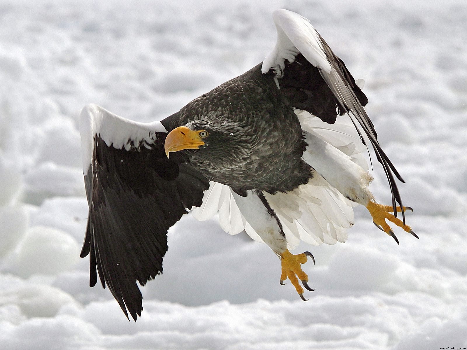 Stellers Sea Eagle Wallpapers Wallpapers HD