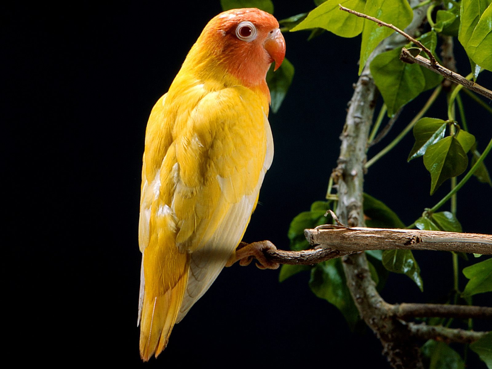 Yellow Parrot Facebook Covers | Wallpapers HD