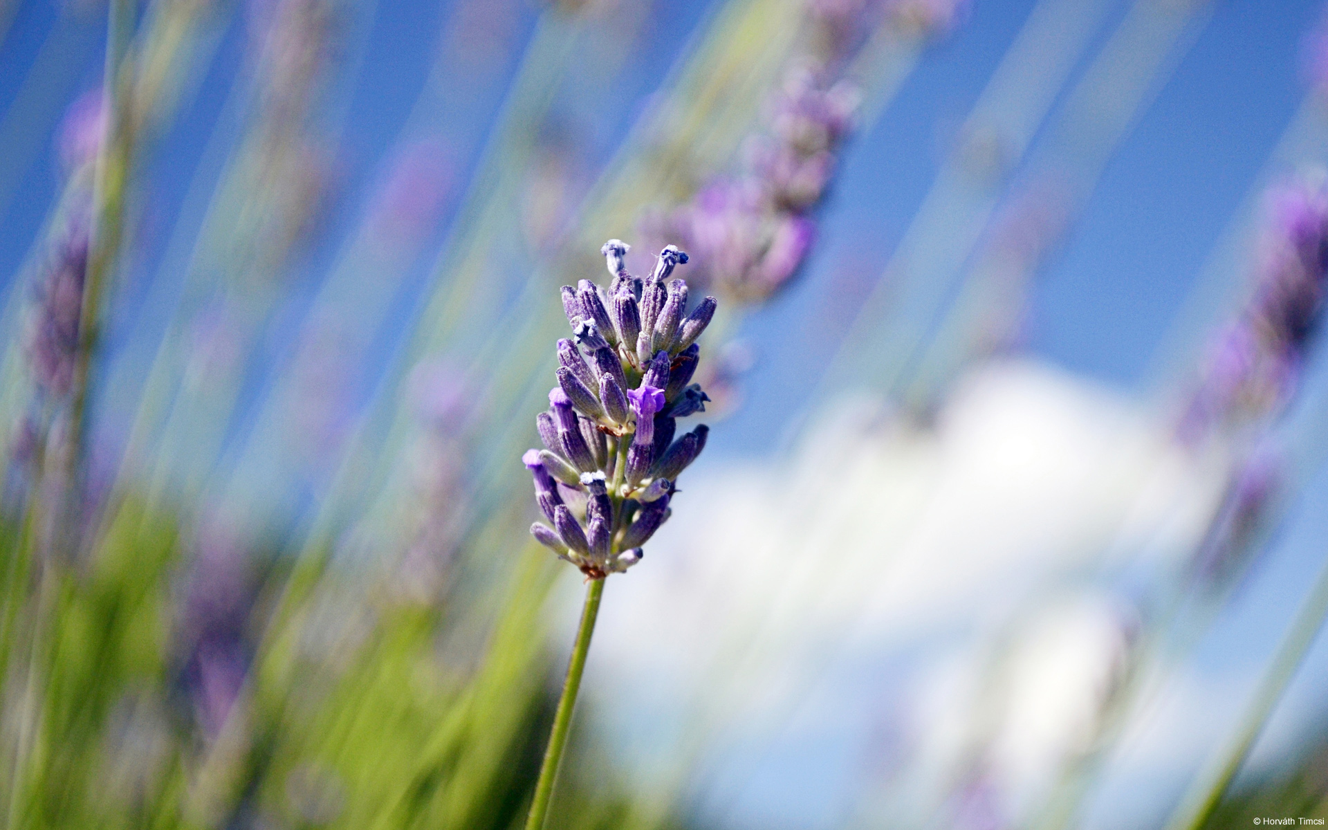 Lavender Wallpapers | Wallpapers HD