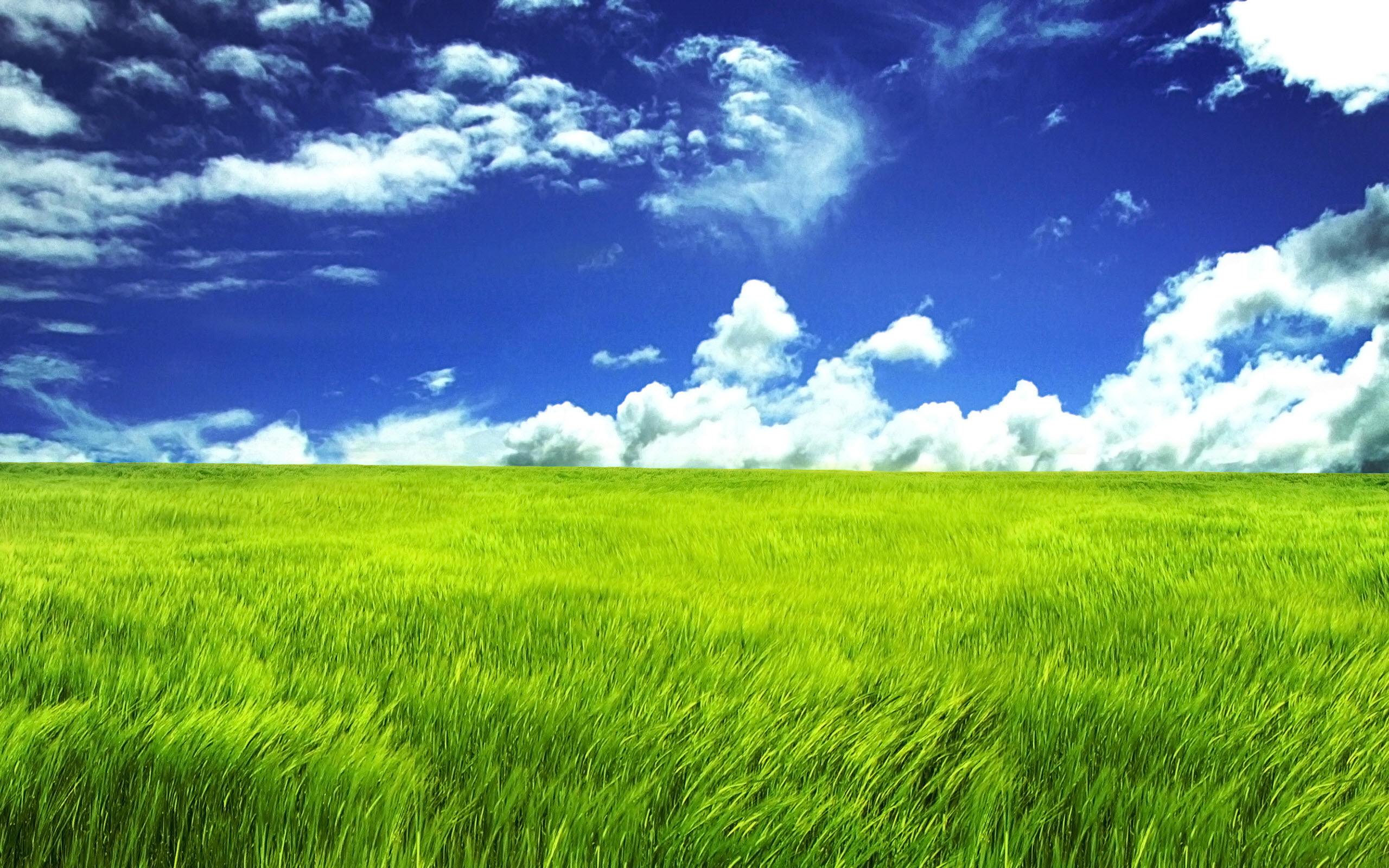 Green Grassl Wallpapers | Wallpapers HD2560 x 1600