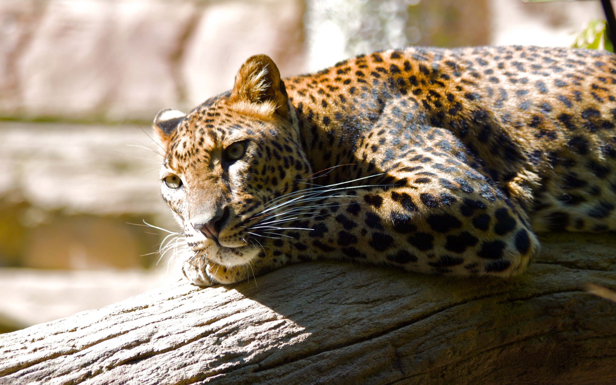 Leopard HQ Wallpapers Wallpapers HD