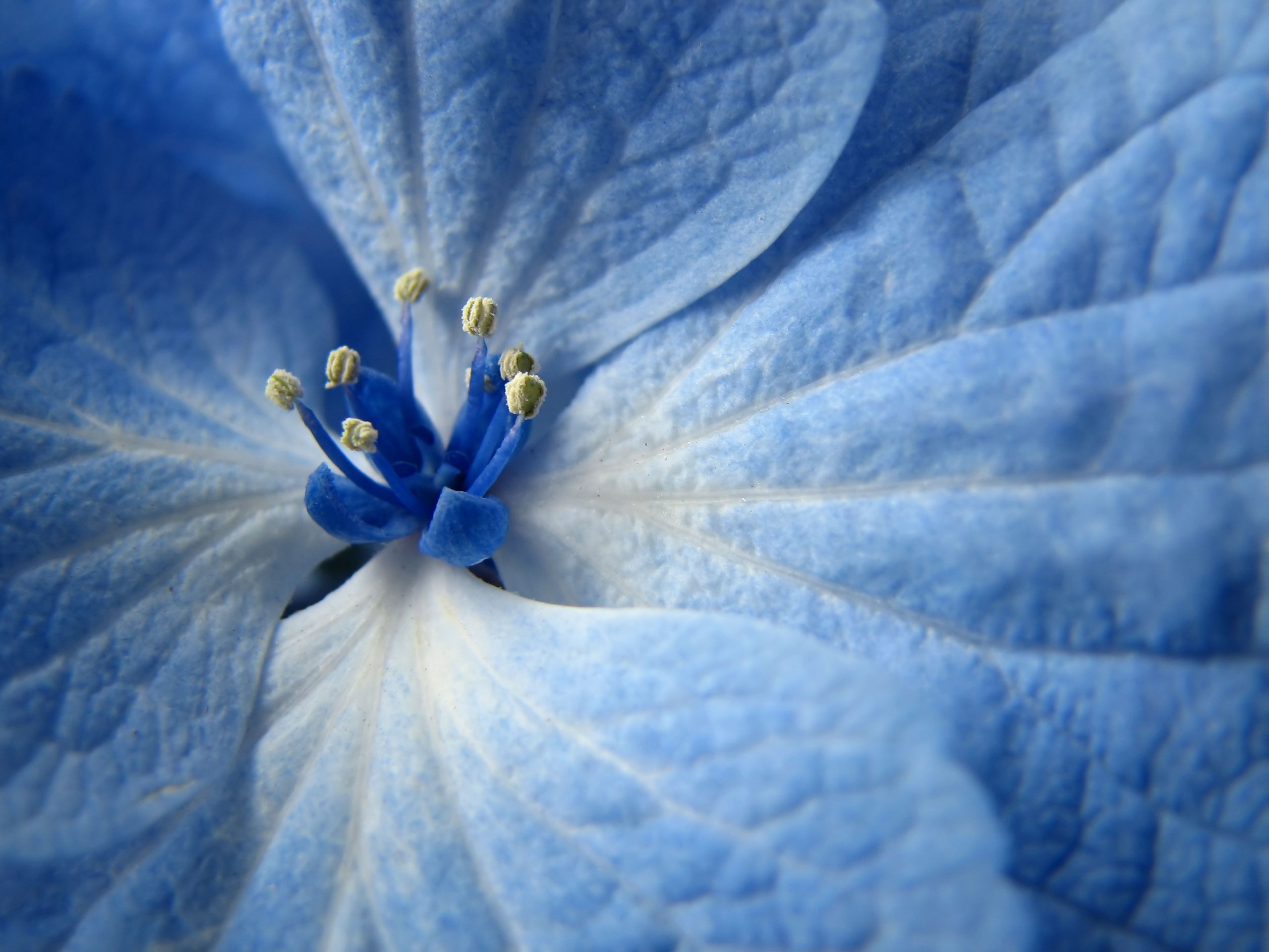 Light Blue Flowers - wide 1