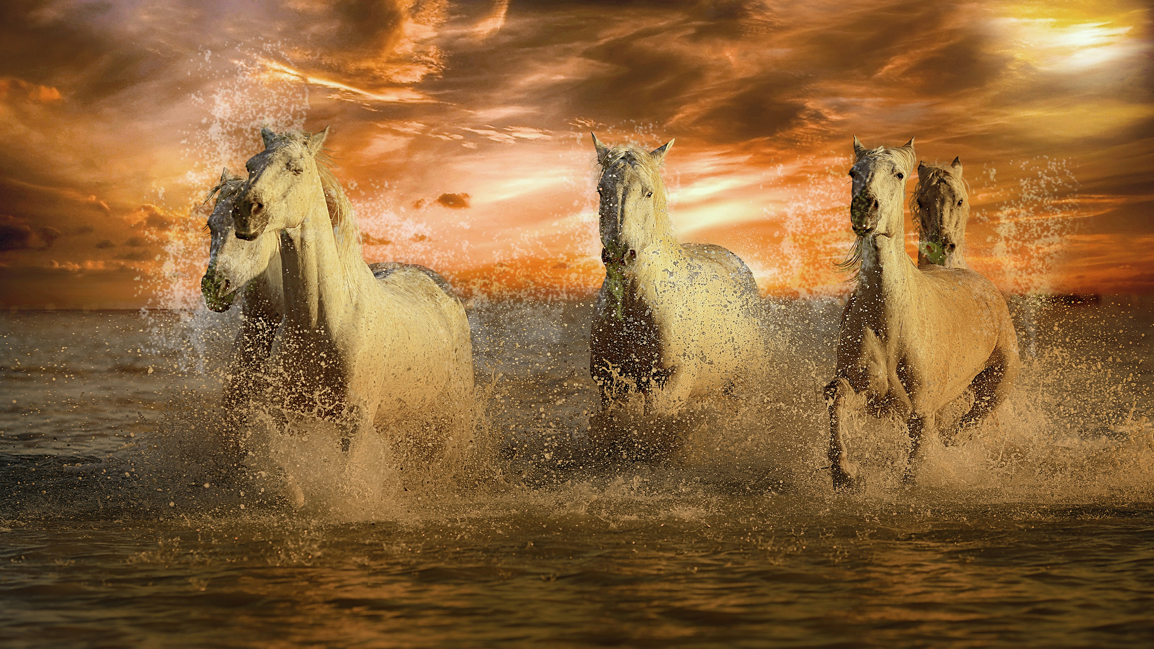 Running White Horses 4K Wallpapers | Wallpapers HD