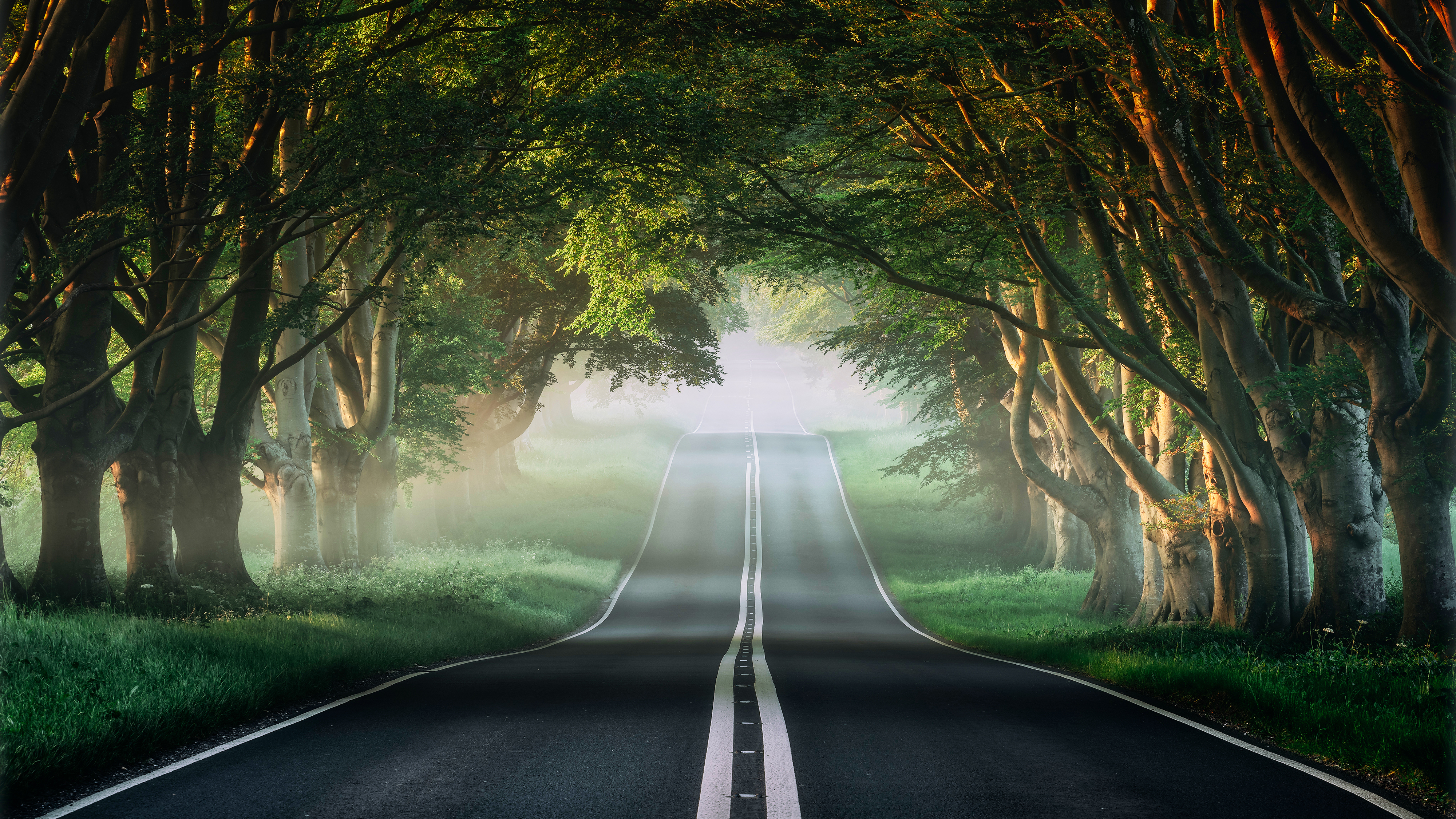 Misty Forest Road 4K Wallpapers | Wallpapers HD