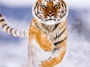 Amur Tiger in Snow