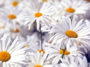 Beautiful White Flowers