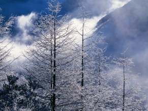 Beautiful Winter Lscapes