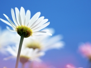 Bright White Flower