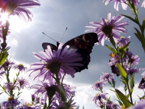 Butterfly & Daisies